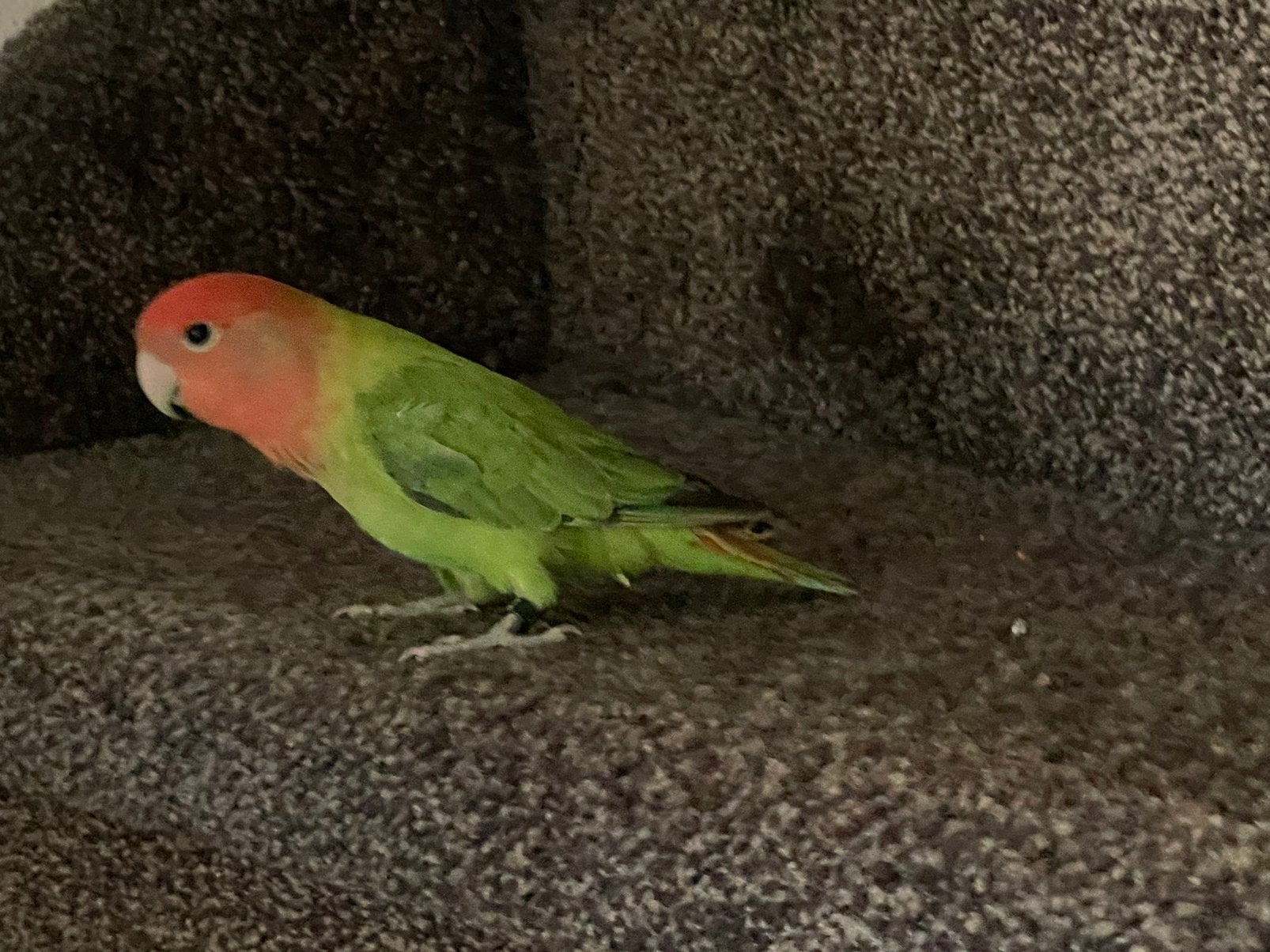 Prachtige Lieve Jonge Agapornis Dwergpapegaai Lovebird, Meerdere dieren, Dwergpapegaai of Agapornis, Tam