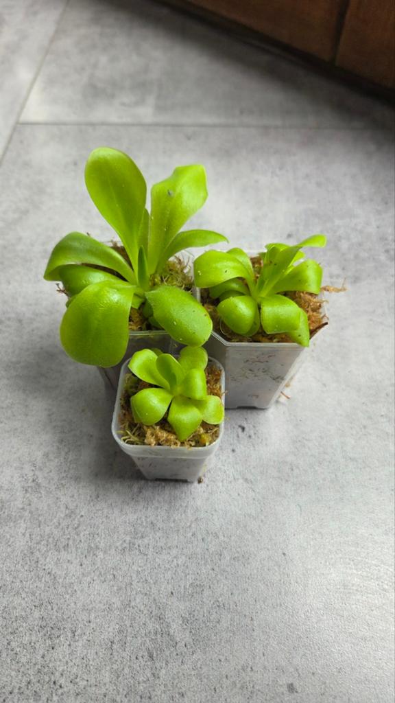 Pinguicula | 3 stuks vleesetende planten, Verzenden, Halfschaduw, Minder dan 100 cm