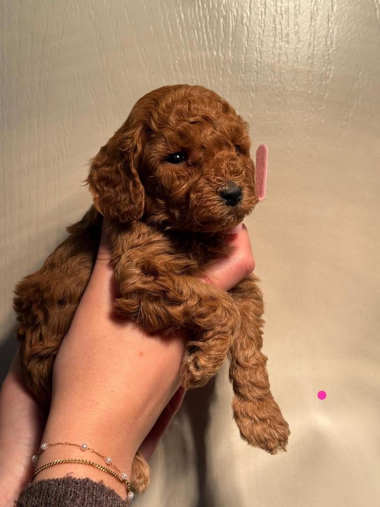 Dwergpoedel x toypoedel pups, Dieren en Toebehoren, Poedel, Meerdere, Meerdere dieren, Nederland
