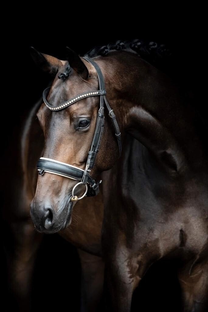 ⭐️ Geweldige Davino v.o.d. x Tuchinski merrie ! ️⭐️, Dieren en Toebehoren, Paarden, Merrie, Met stamboom, M, Dressuurpaard