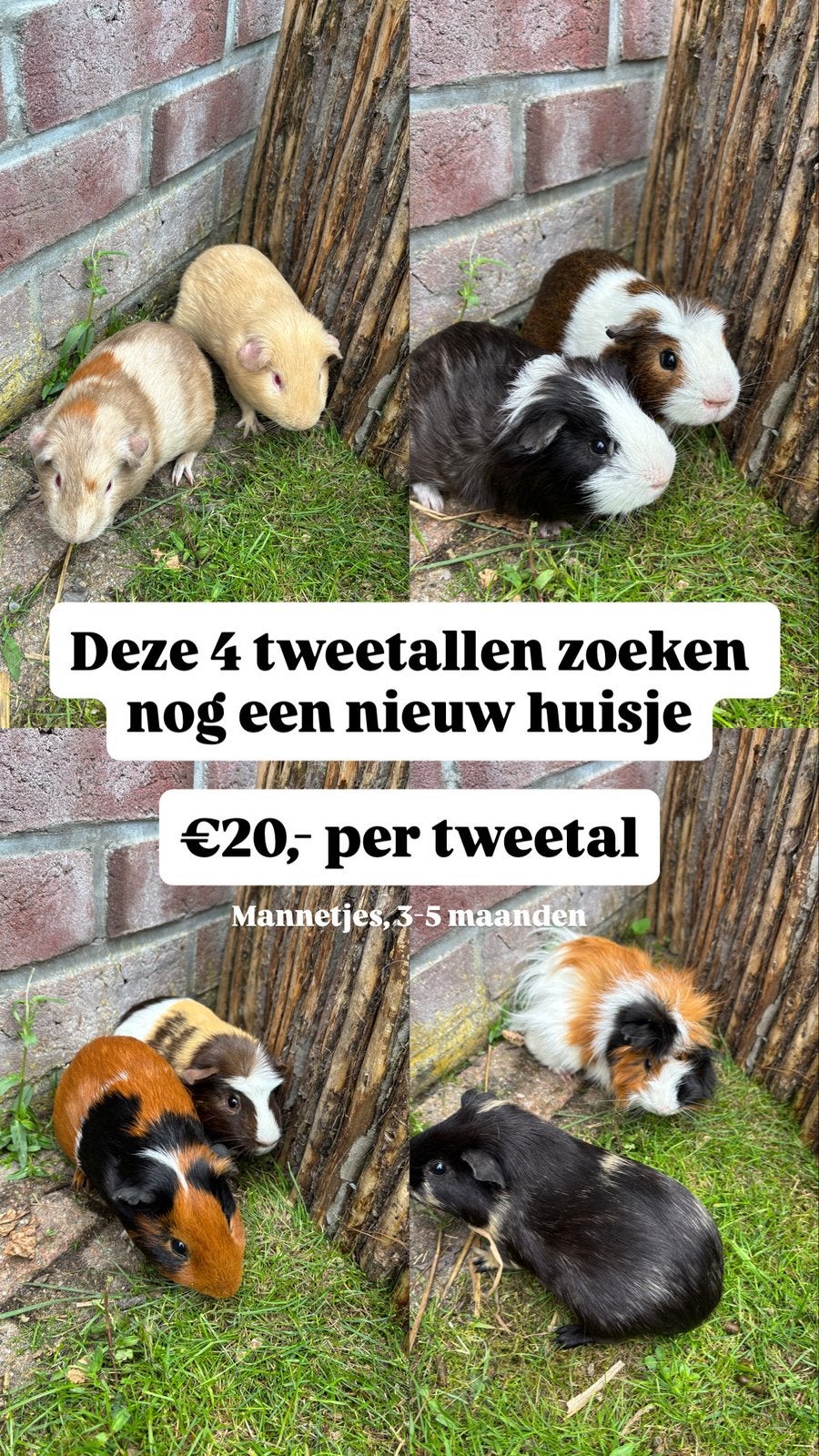 4 tweetallen beertjes (3-5 maanden oud), Dieren en Toebehoren, Knaagdieren, Maart, Mannelijk, Cavia