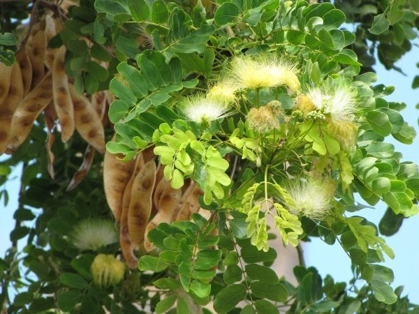 Albizia Lebbeck 10 x zaden (gele zijdeboom/ Vrouwentong), Ophalen, Gehele jaar, Volle zon, Zaad