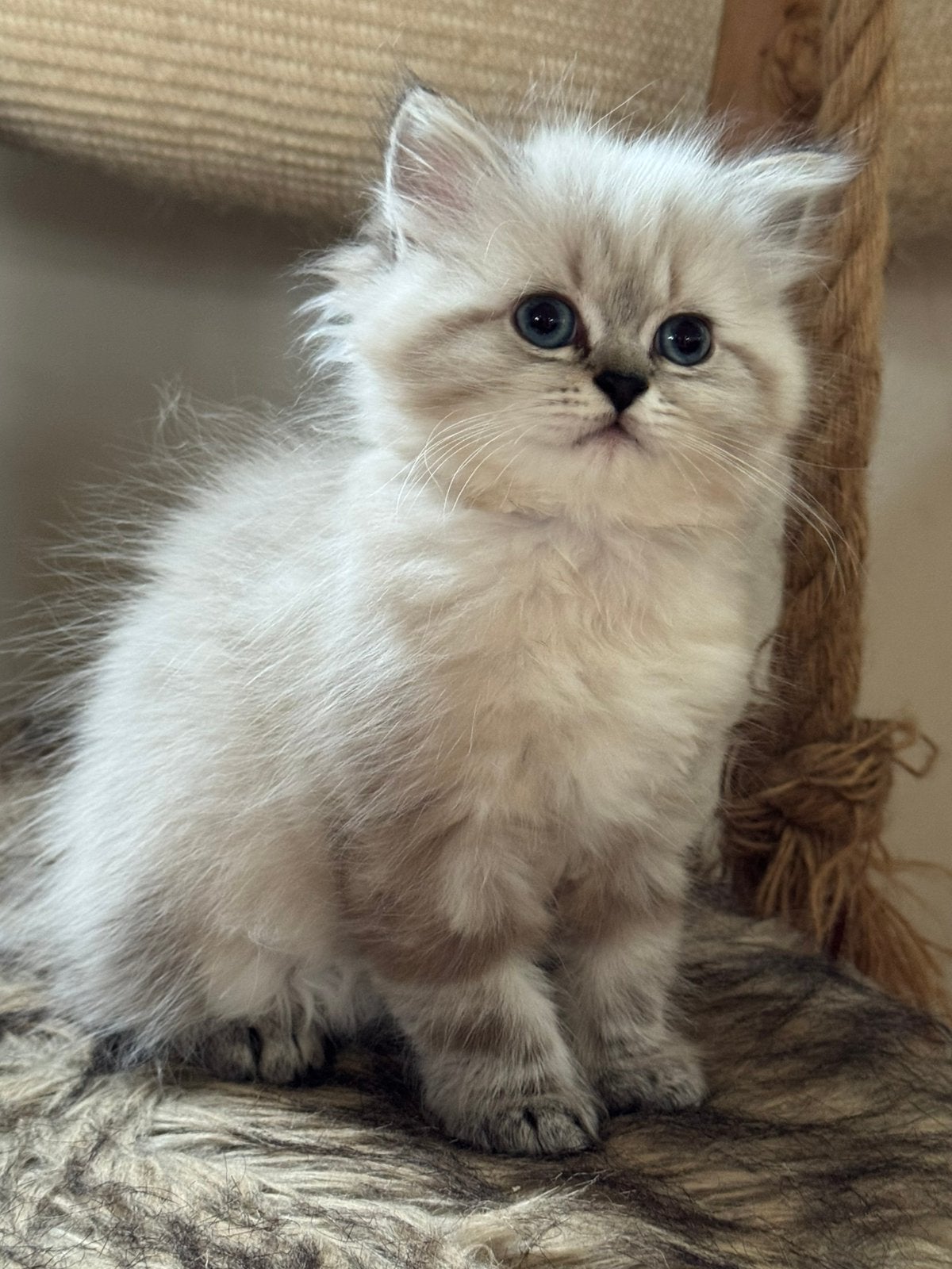 Ragdoll x Pers Kittens, Dieren en Toebehoren, Katten en Kittens | Raskatten | Langhaar, Meerdere dieren, Ontwormd