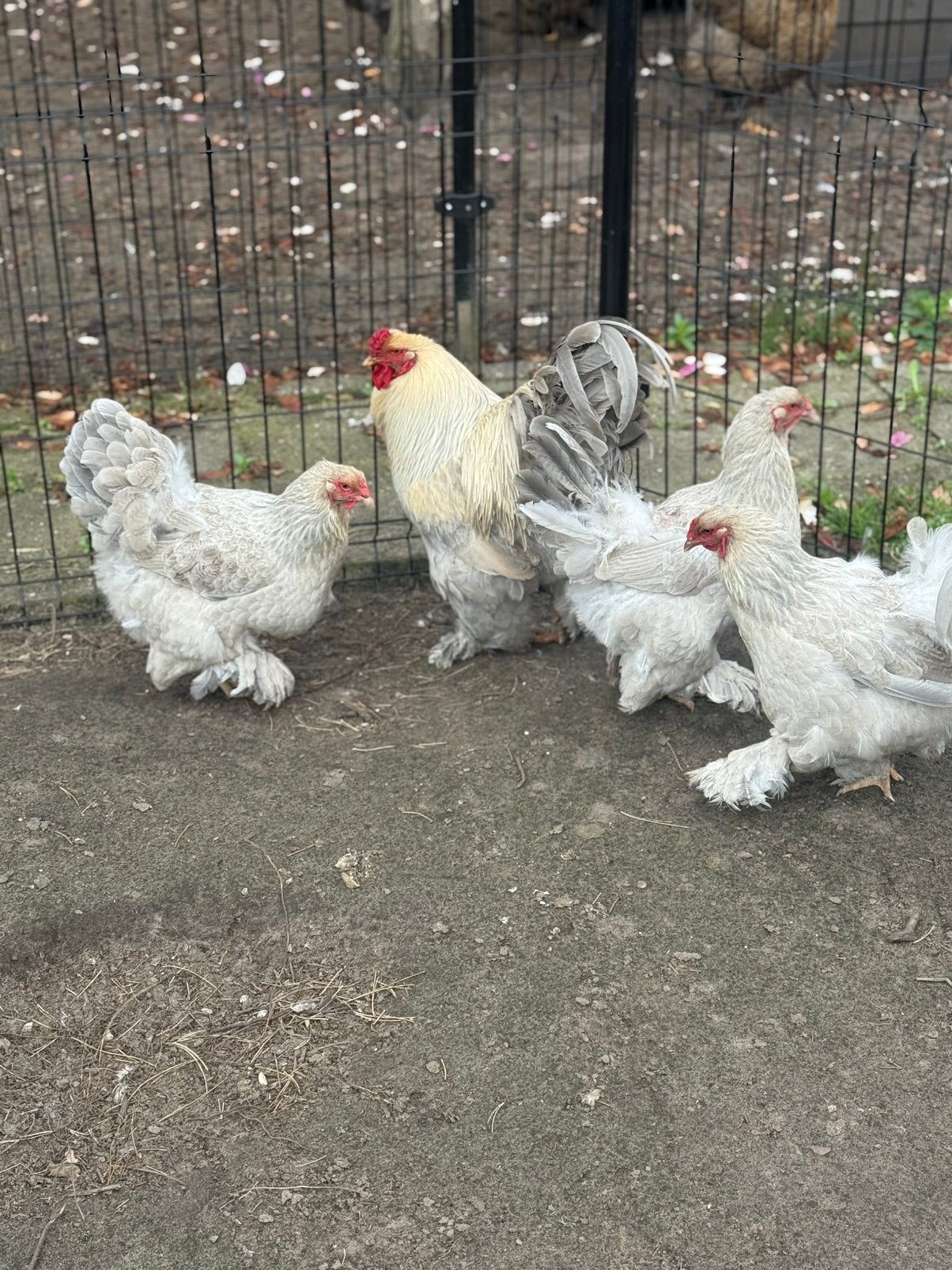 Brahma groothoender hennen, Dieren en Toebehoren, Pluimvee, Vrouwelijk, Kip