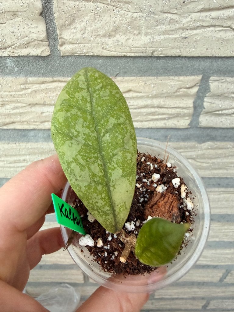 Hoya kalbar silver, Verzenden, Halfschaduw, Minder dan 100 cm