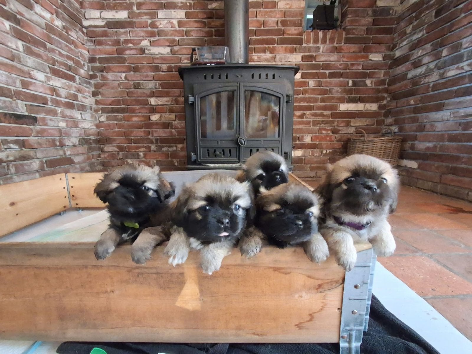 Tibetaanse spaniel puppies beschikbaar., Dieren en Toebehoren, Overige rassen, 8 tot 15 weken, Geslacht onbekend, Meerdere