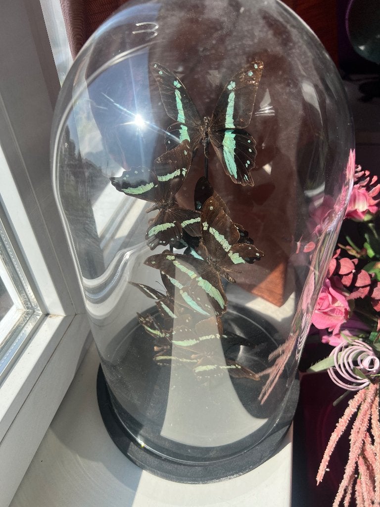 Papilio nireus in stolp met maar liefst 8 vlinder, Ophalen, Zo goed als nieuw, Insect, Opgezet dier
