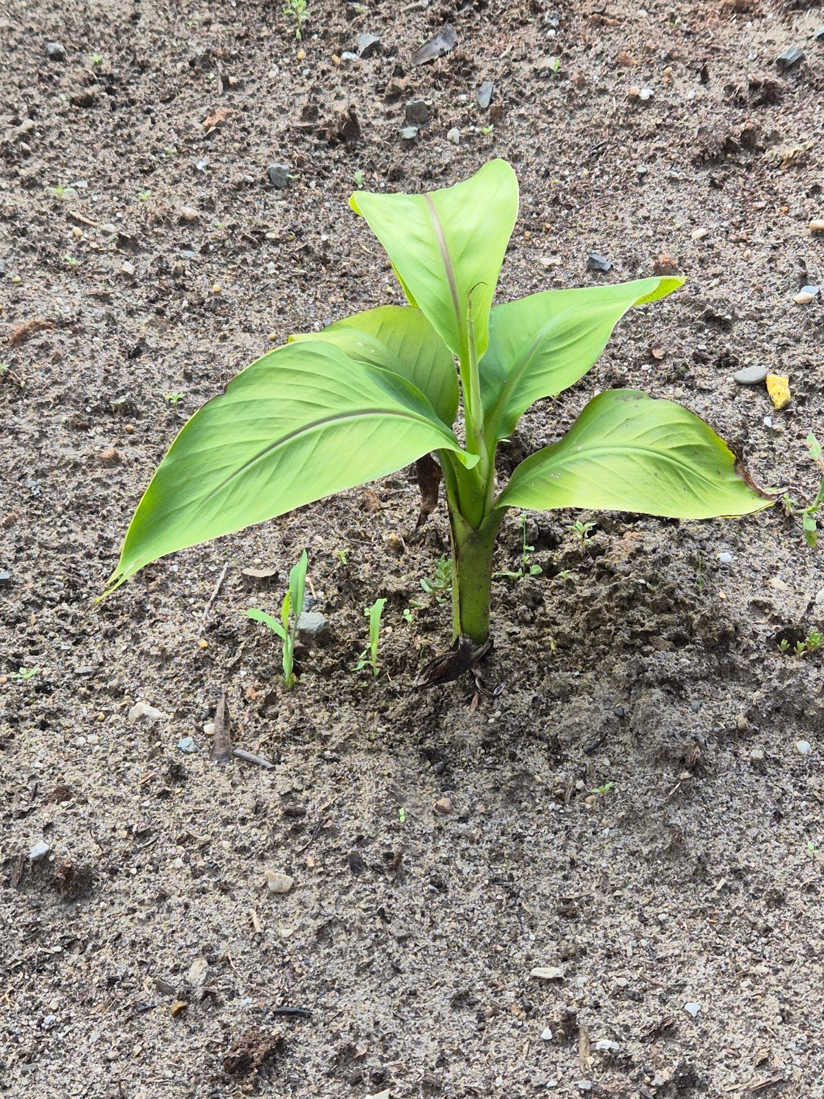 6 Jonge winterharde bananenplanten (Musa Basjoo), Tuin en Terras, Planten | Tuinplanten, Ophalen, Volle zon, Vaste plant, Zomer