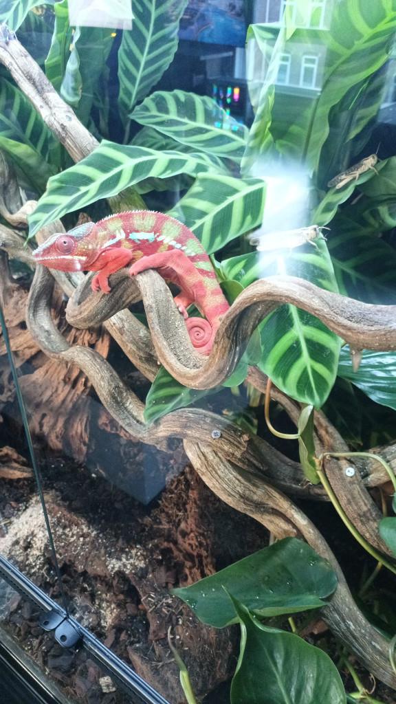 Te Koop: Mooie Panterkameleon (Tam) Chameleon - unknown for sale from mike