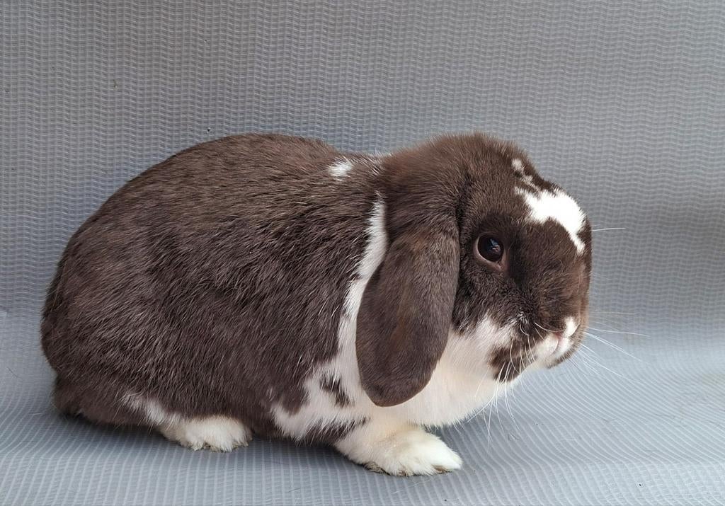 Gecastreerd NHD x Mini Lop rammetje, Dieren en Toebehoren, Mannelijk, Dwerg, Hangoor, 0 tot 2 jaar