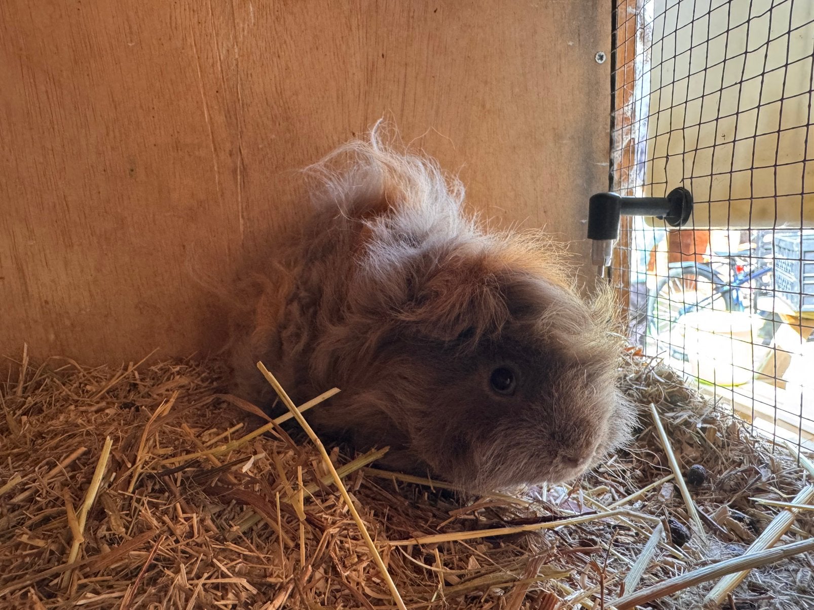 Lunkarya cavia beer, Dieren en Toebehoren, Maart, Mannelijk, Cavia