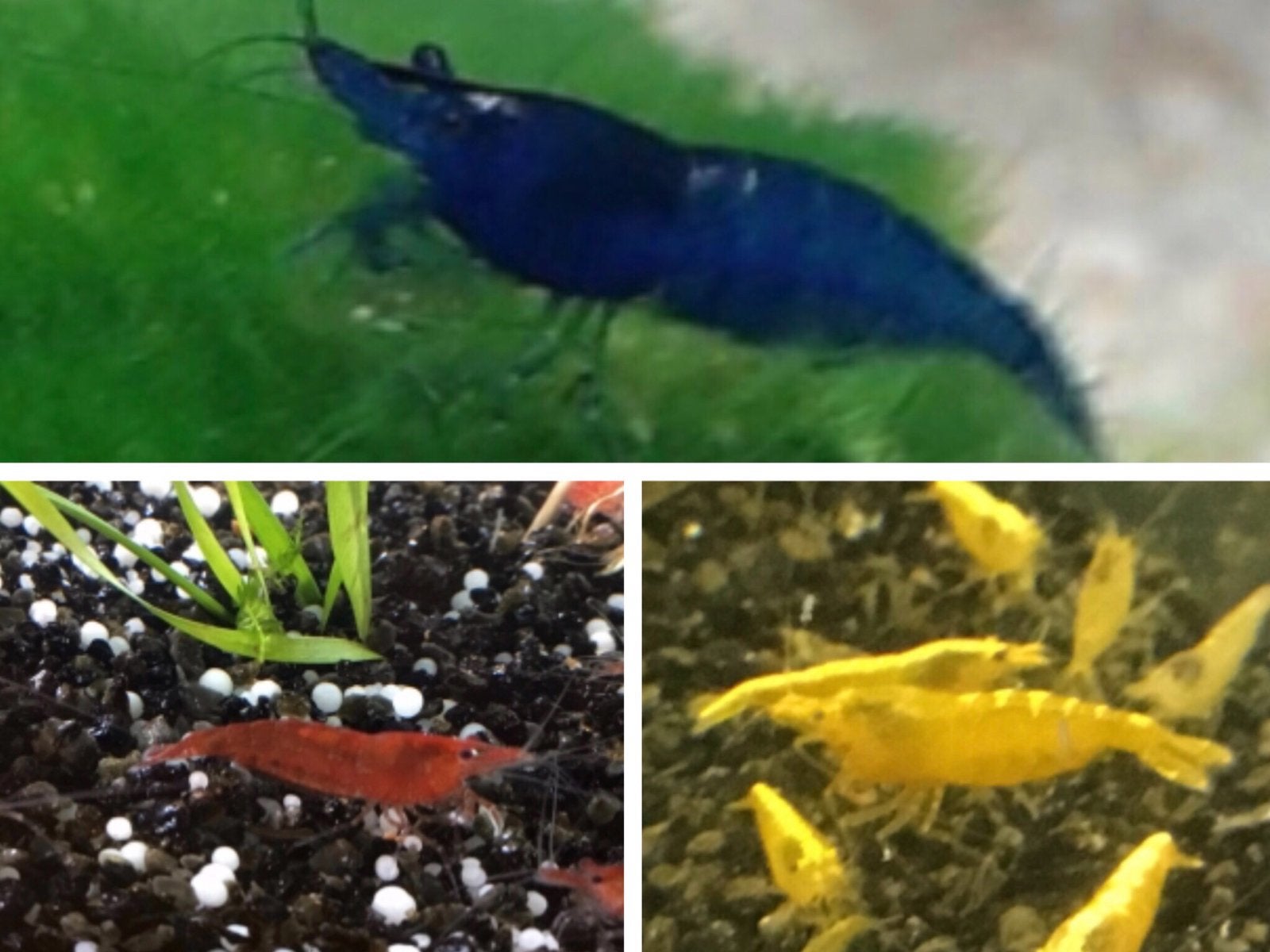 Zeer mooie Blauwe Garnalen ,Rode Garnalen  en Gele Garnalen, Kreeft, Krab of Garnaal, Zoetwatervis, Schoolvis