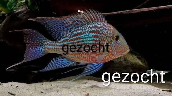 GEOPHAGUS SVENI GEZOCHT OF..., Vis, Zoetwatervis