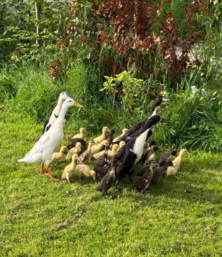Gratis af te halen loopeenden kuikens/ jonge loopeenden, Dieren en Toebehoren, Pluimvee, Meerdere dieren, Eend