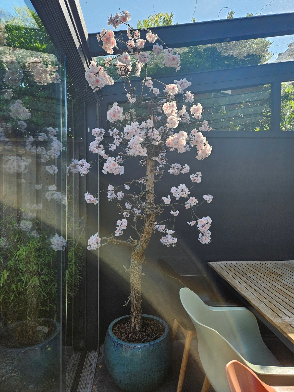 Kunstboom Japanse Bloesem met Echte Stam - 220cm, Ophalen, Roze, Binnen