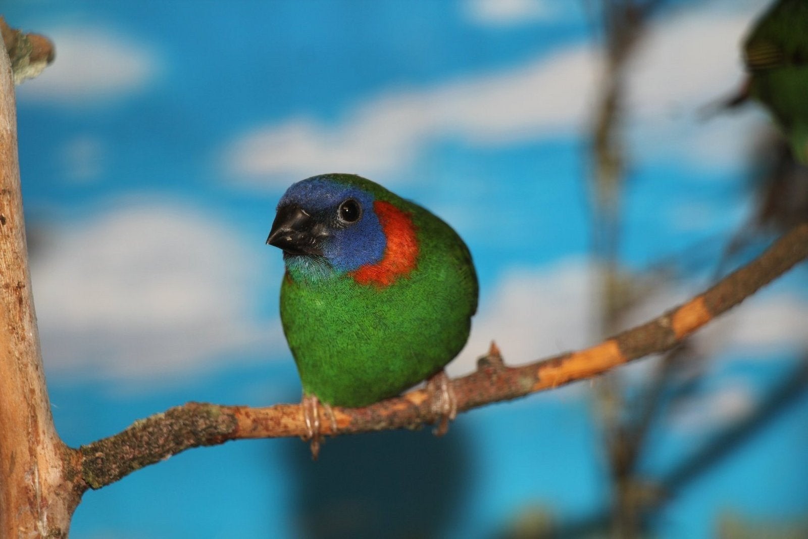 Coloria papegaaiamadine, Mannelijk, Tropenvogel, Geringd