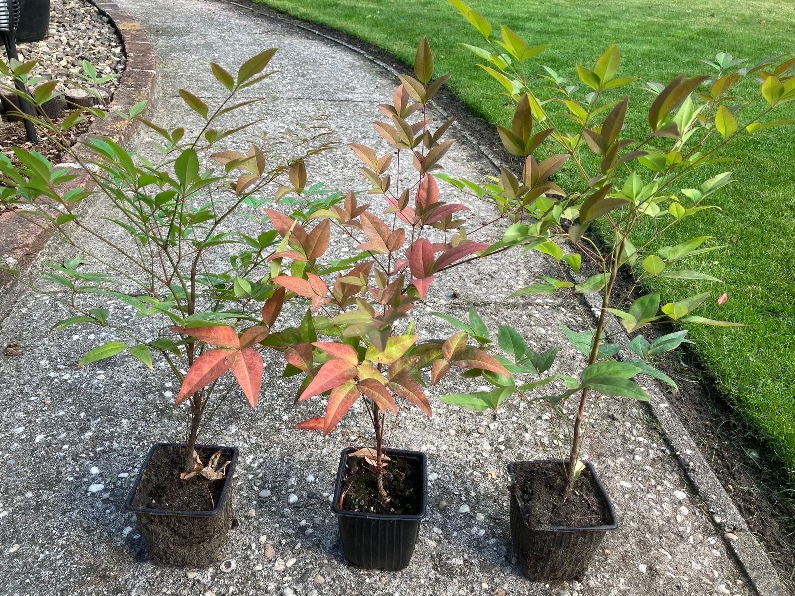 40 Nandina planten (30 cm) voor haag of solitair, Vaste plant, Bloeit niet, Halfschaduw, Ophalen
