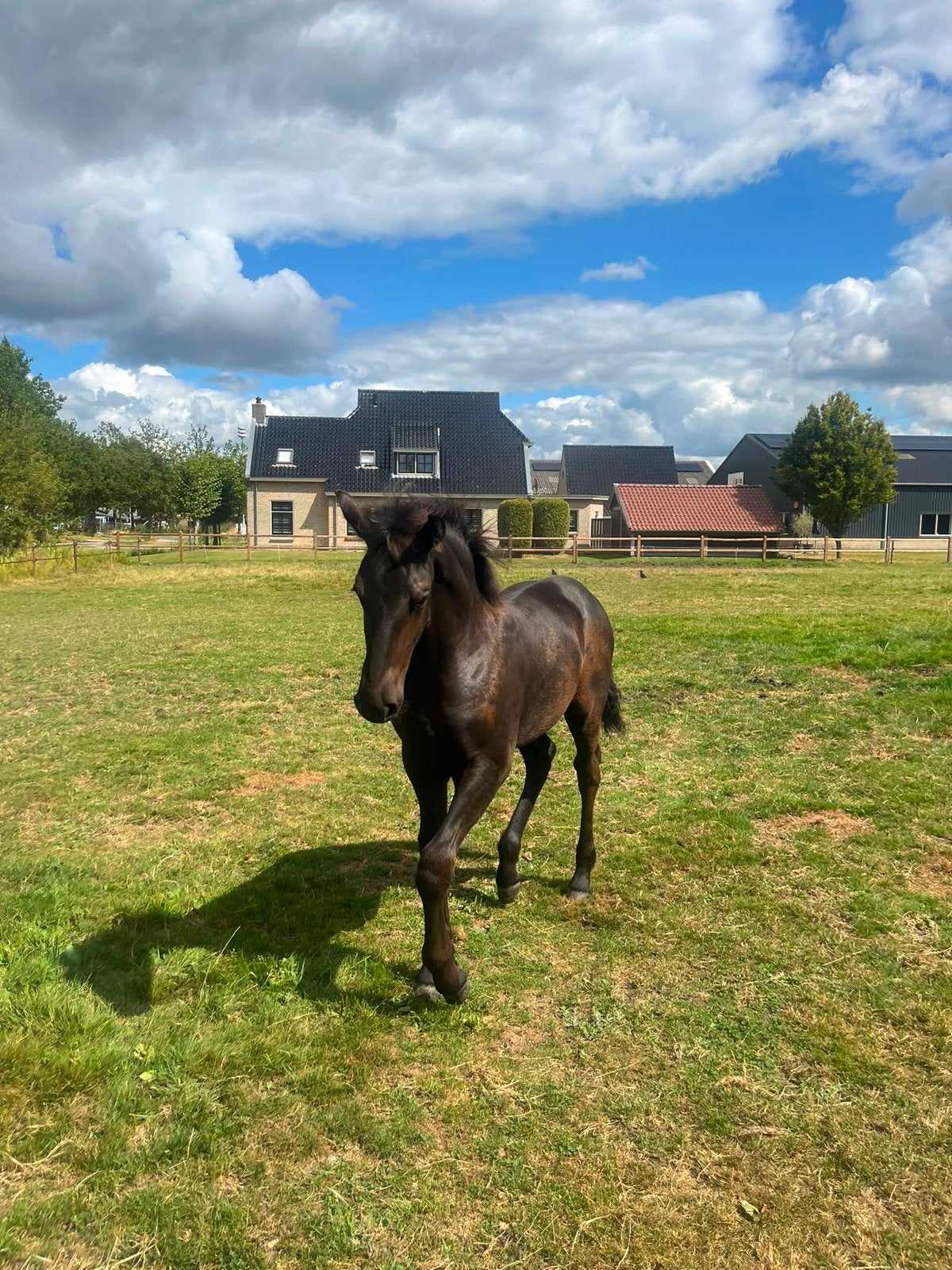 Luxe friese hengstenveulen uit stermerrie, Dieren en Toebehoren, Merrie, 0 tot 2 jaar