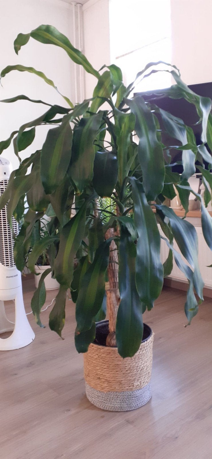 Dracena plaant 155 cm, Ophalen of Verzenden