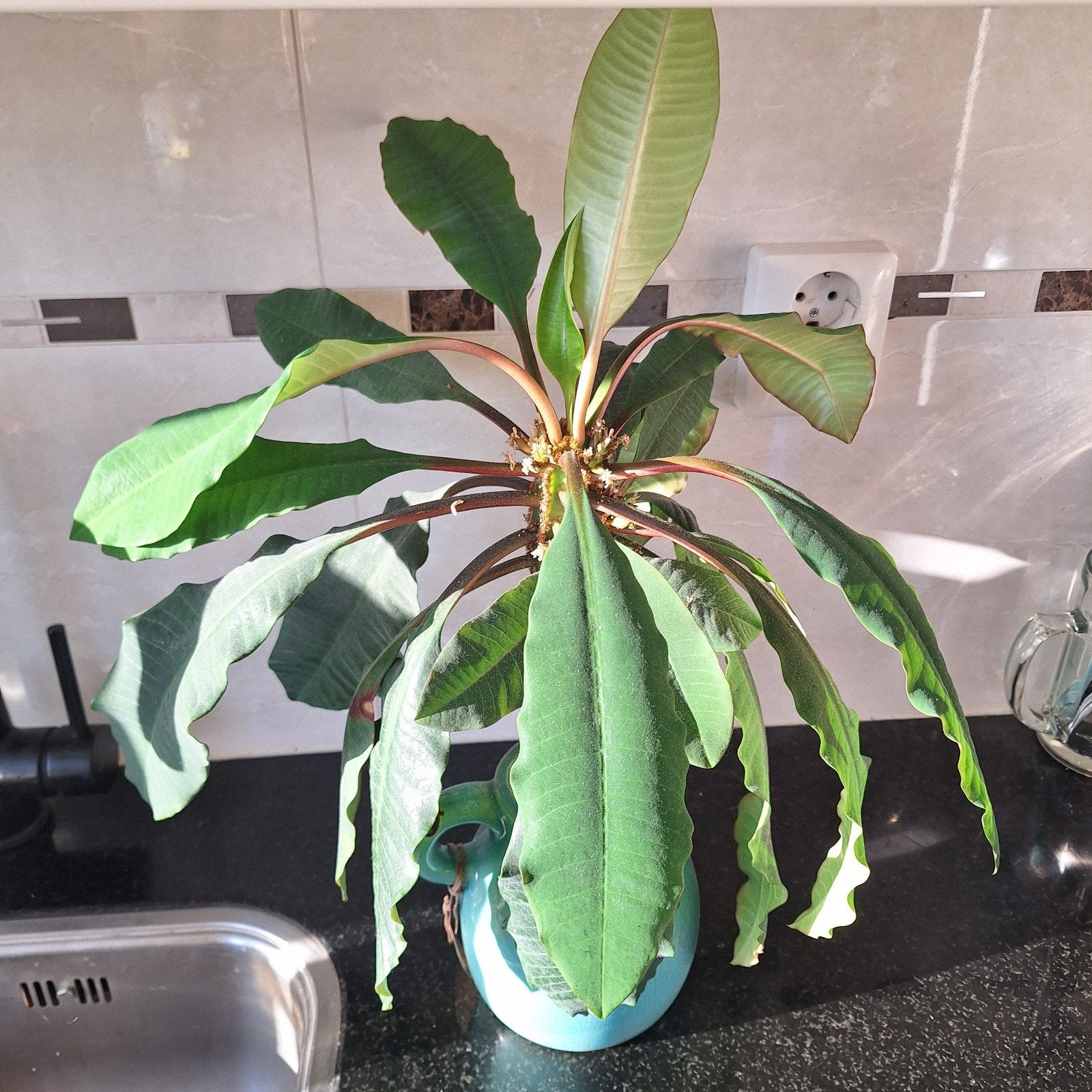 Madagascar jewel, Huis en Inrichting, Kamerplanten, Ophalen, Halfschaduw, In pot, Minder dan 100 cm