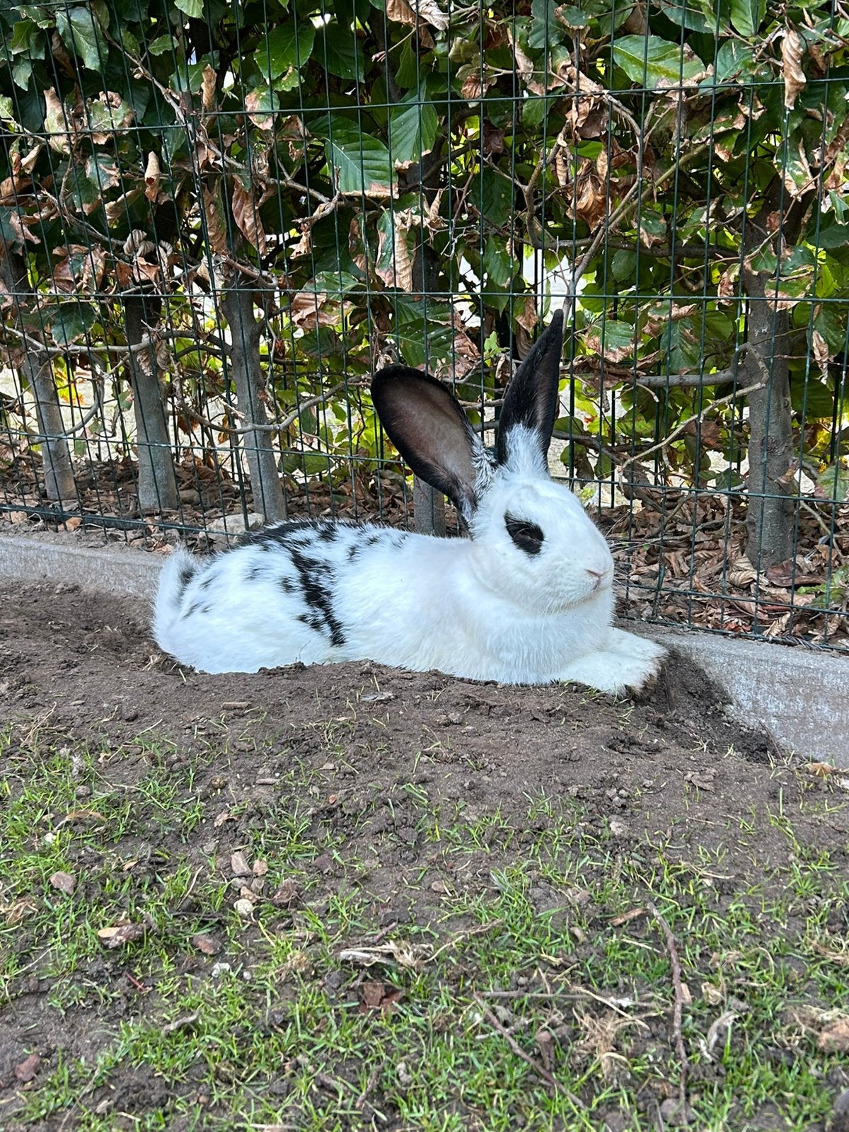 Lief konijn te koop, mannetje, Dieren en Toebehoren, Mannelijk