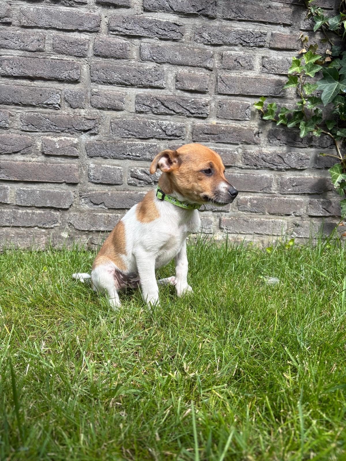 boerenfox boef zoekt nog een baasje!, Dieren en Toebehoren, Reu, 8 tot 15 weken, Eén hond, Klein