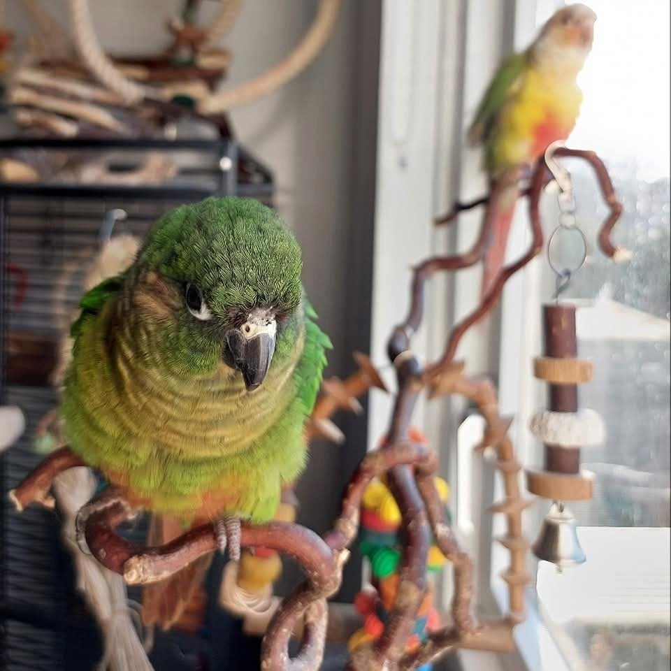 Pyrrhura paleis opvang (vogel opvang)