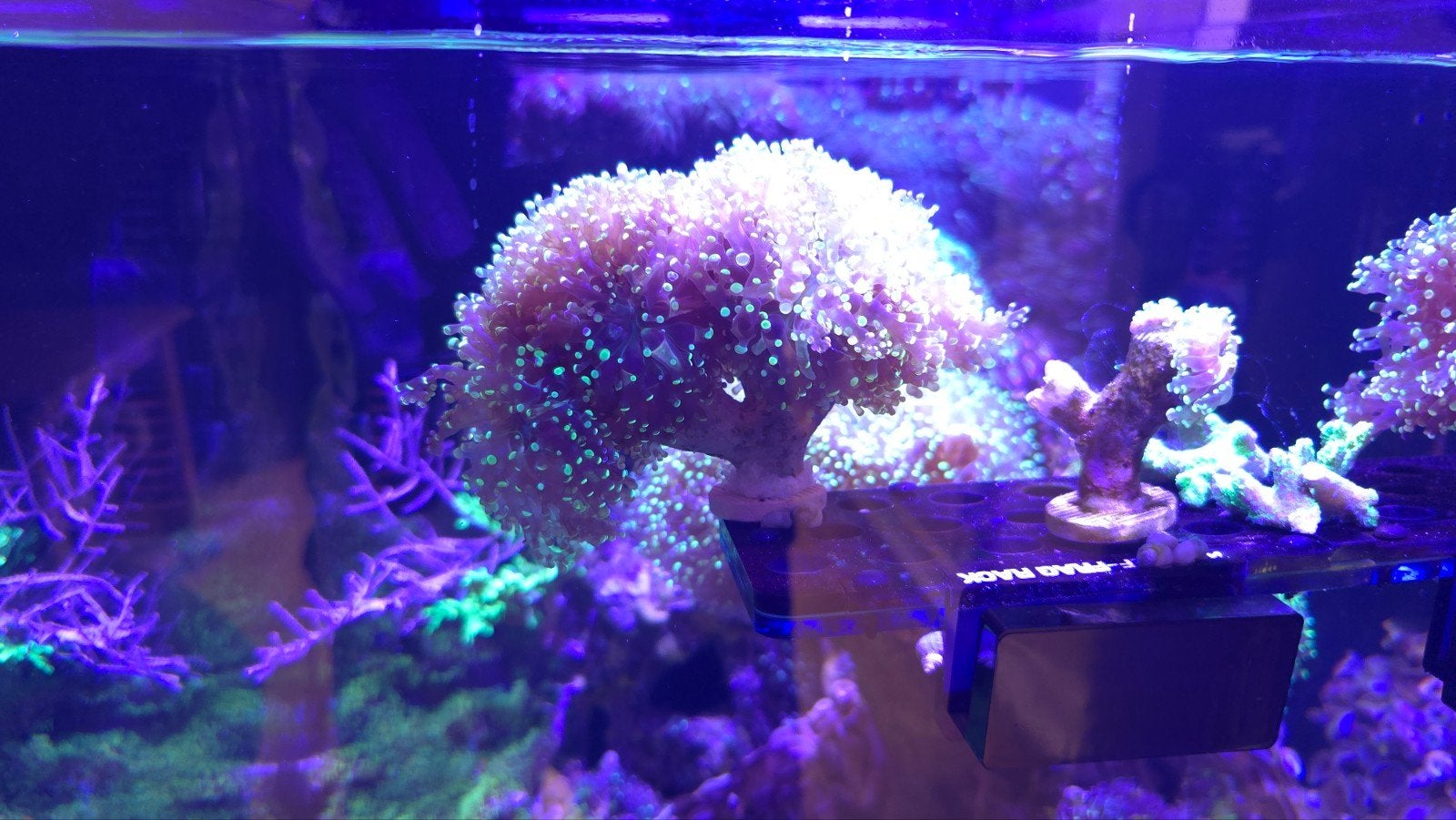 Euphyllia Divisa Ultra Green, Overige typen, Zoutwatervis