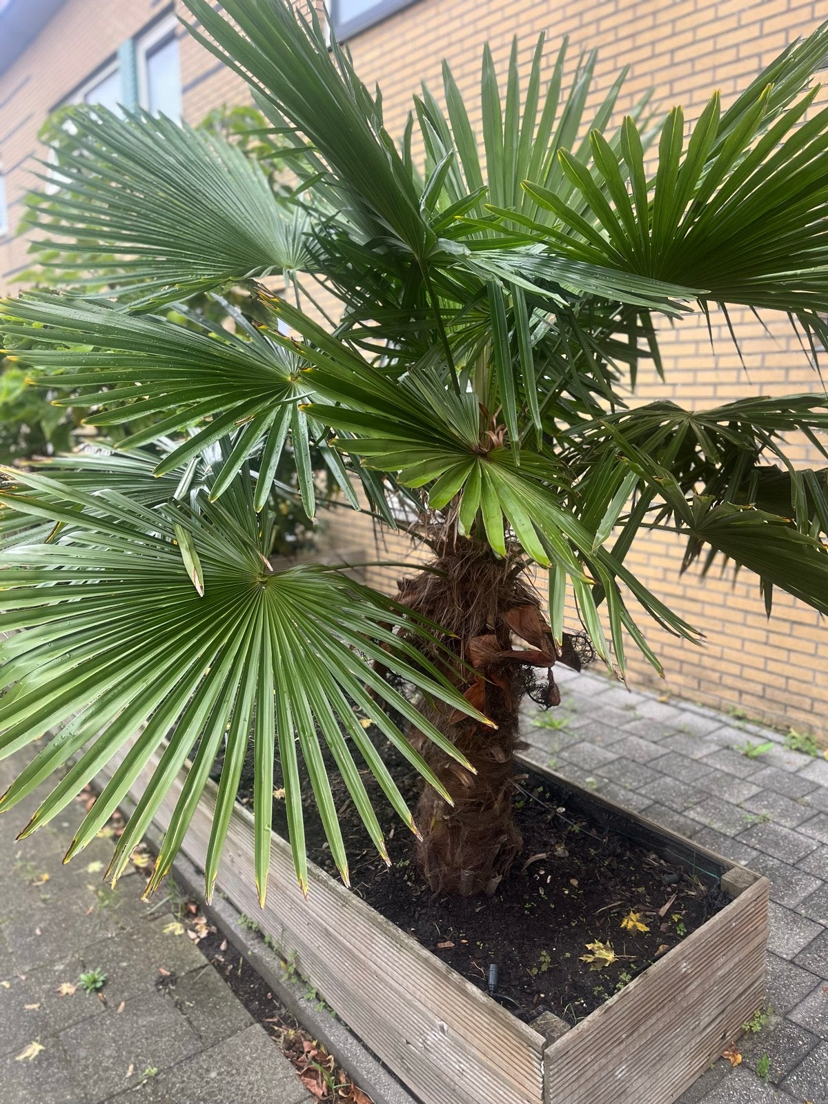 Trachycarpus Fortunei - Winterharde Palmboom, Volle zon, Vaste plant, Bloeit niet, Ophalen