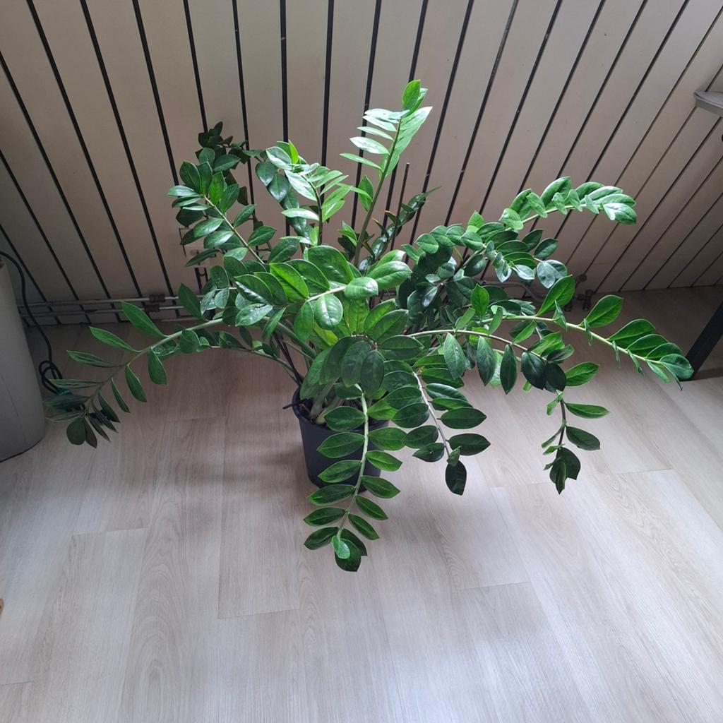 Zamioculcas kamerplant, Huis en Inrichting, Kamerplanten, Ophalen, Halfschaduw, Minder dan 100 cm
