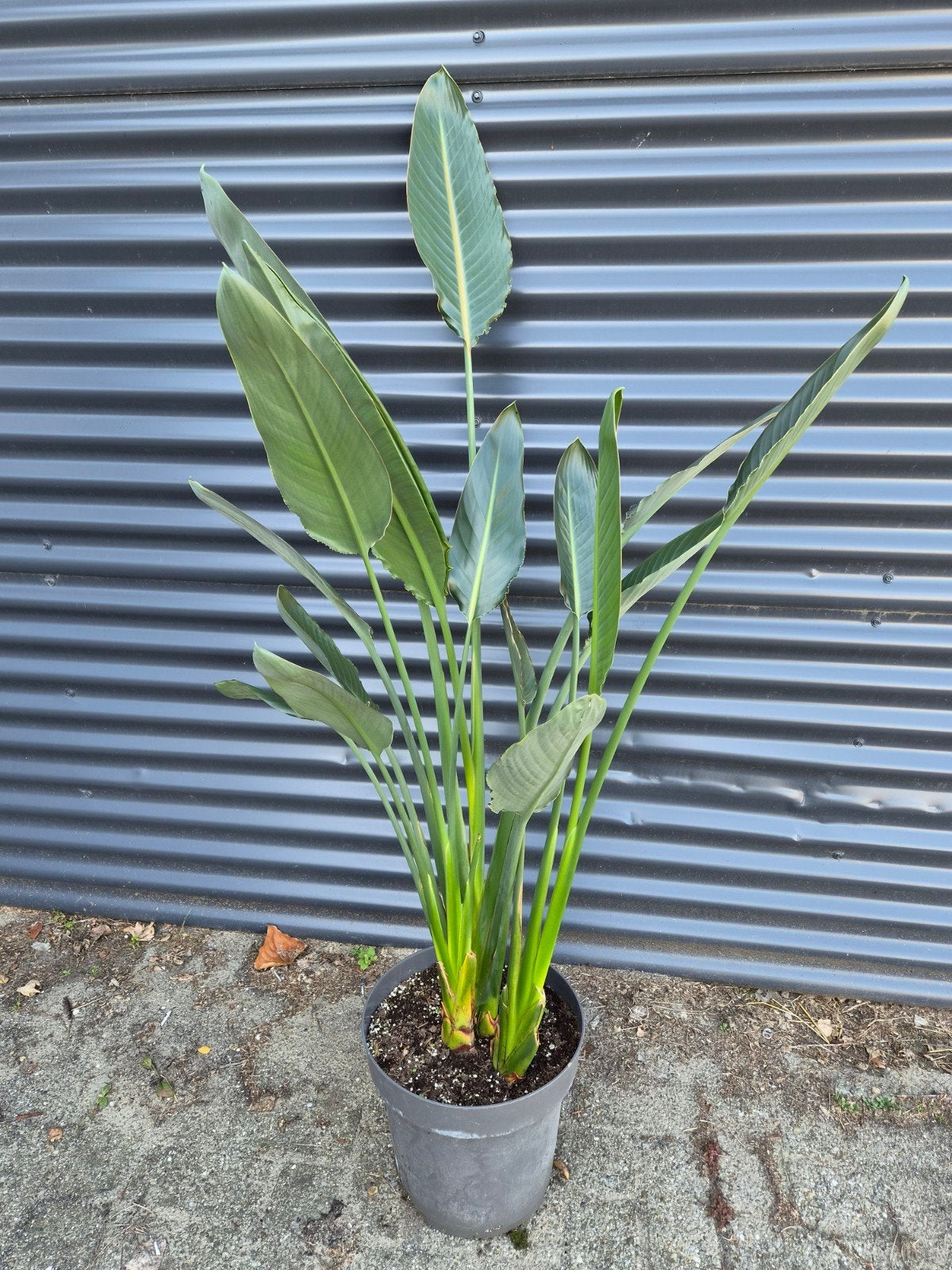 Strelitzia reginae (PARADIJSVOGELBLOEM), Huis en Inrichting, Ophalen, Halfschaduw