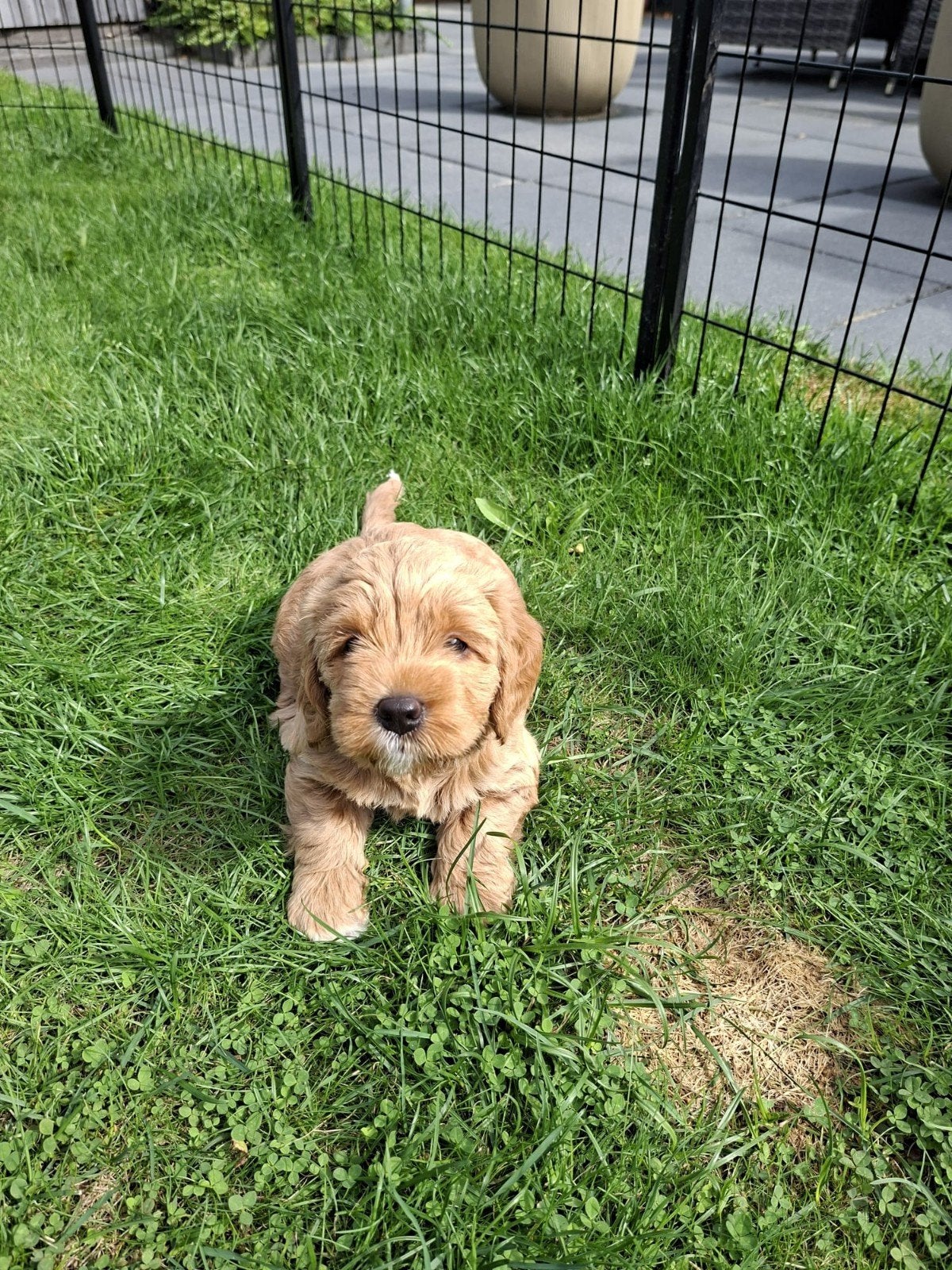 labradoodle x cockapoo pups  nog 1 teefje beschikbaar, Dieren en Toebehoren, Honden | Retrievers, Spaniëls en Waterhonden, Overige rassen