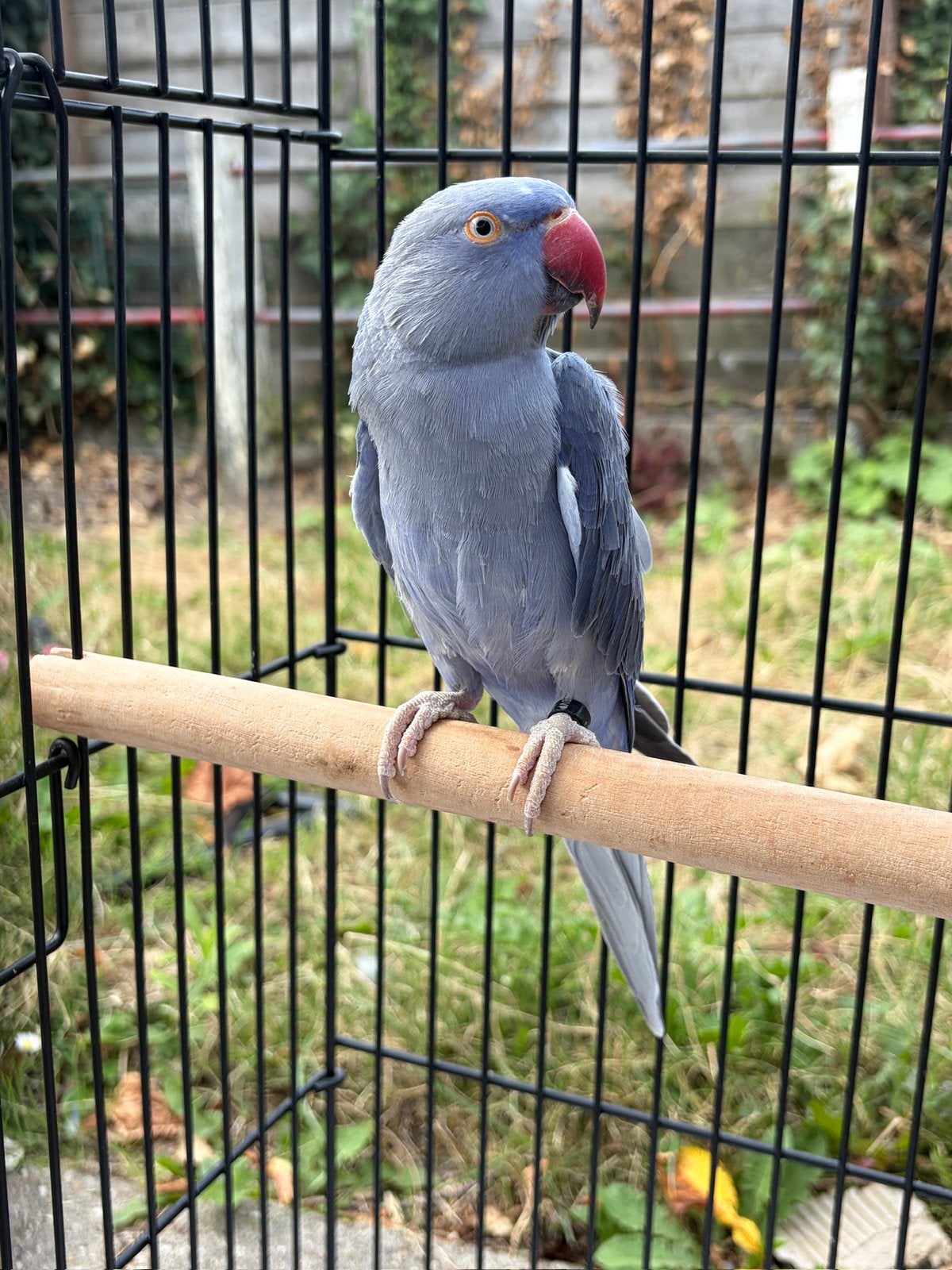 Halsbandparkiet, Dieren en Toebehoren, Mannelijk, Parkiet, Tam