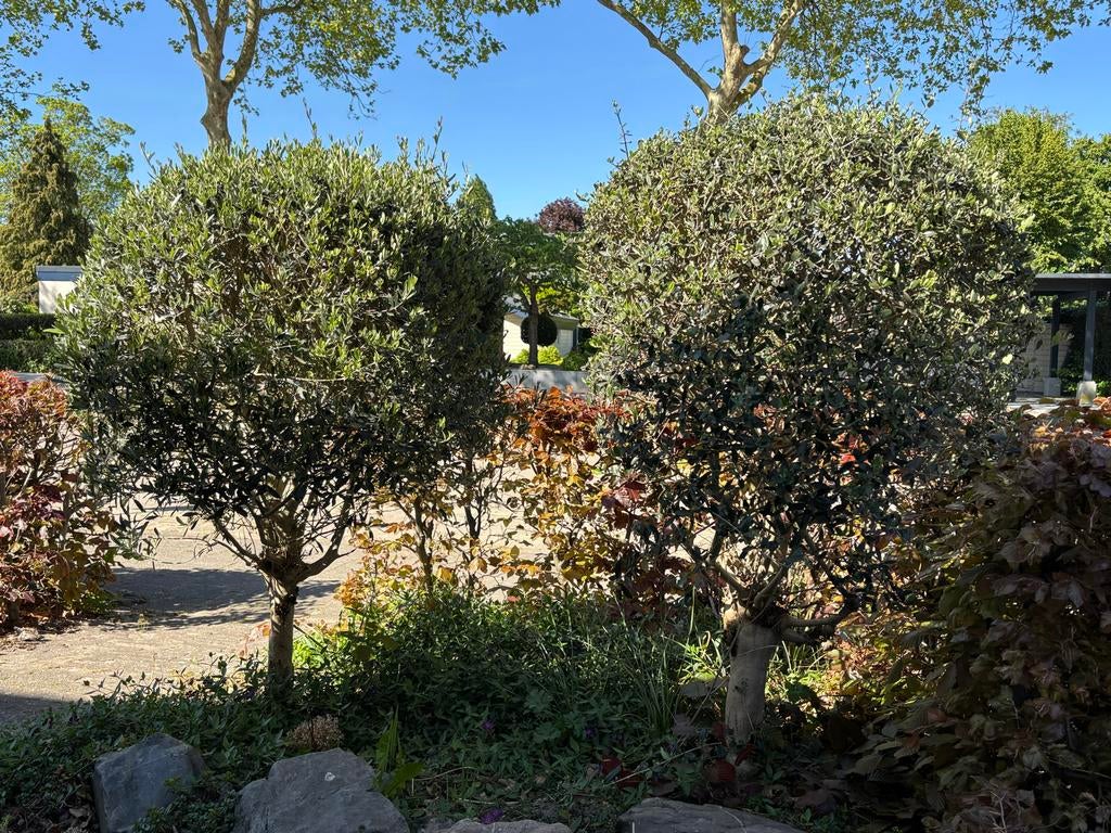 2 Olijfbomen en rode beukenhaag, Tuin en Terras, Planten | Bomen, Ophalen, Bloeit niet, Halfschaduw, Overige soorten