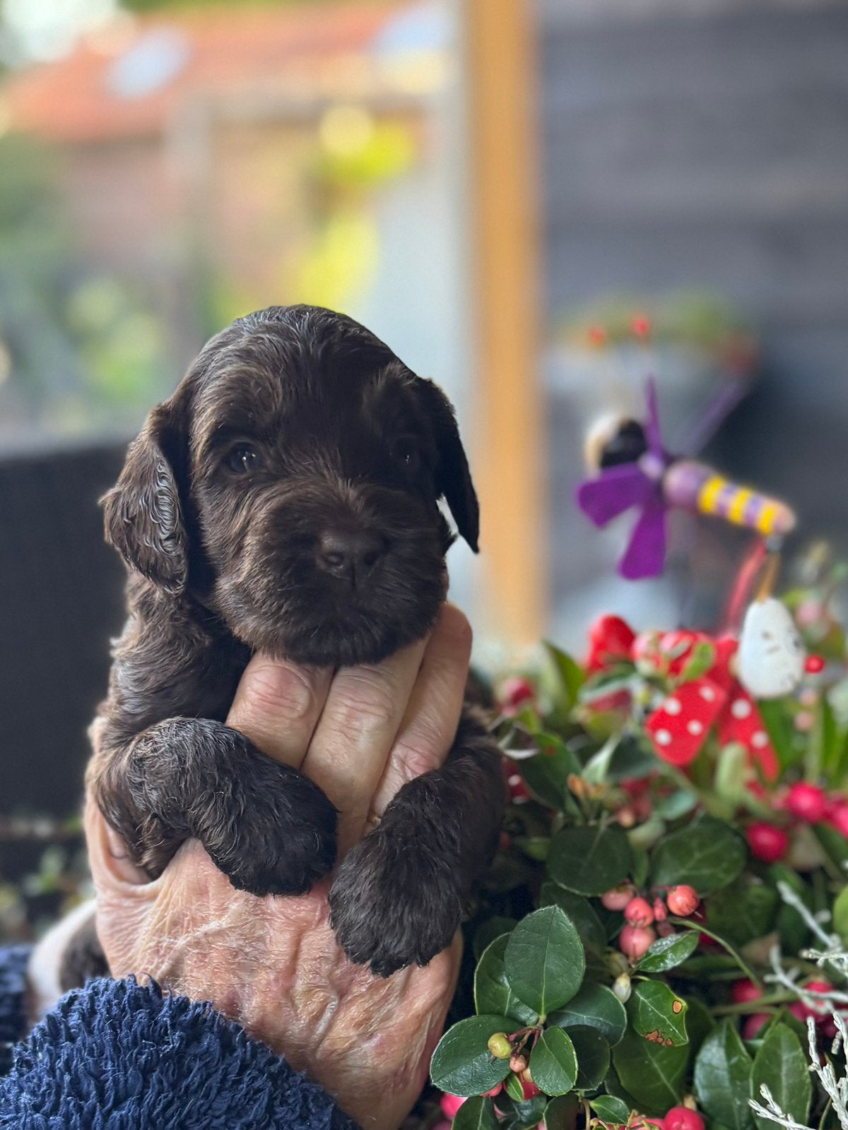 Australian labradoodle pups geboren!, Dieren en Toebehoren, Overige rassen, CDV (hondenziekte), 8 tot 15 weken, Meerdere
