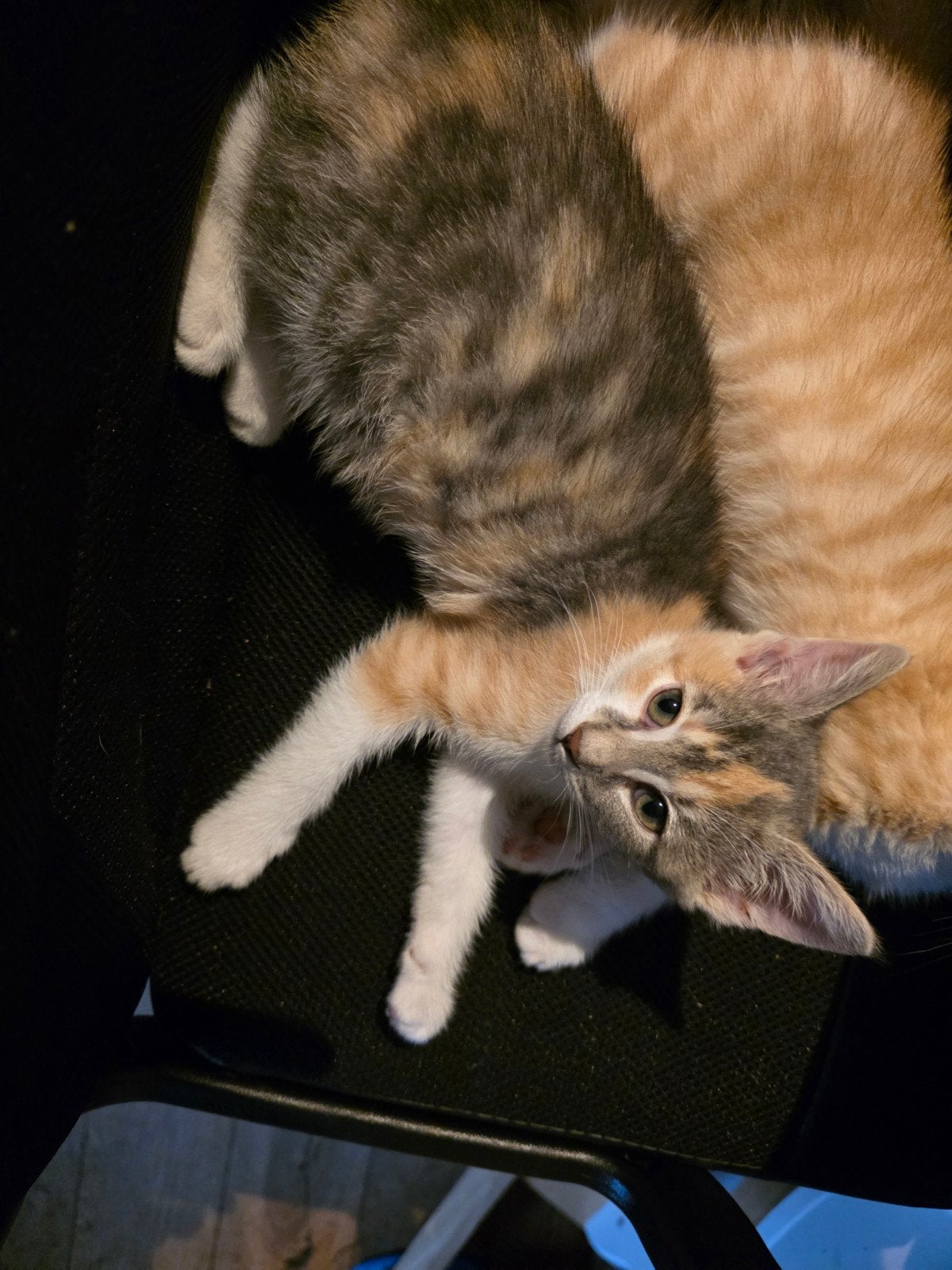 Gratis Kittens, Dieren en Toebehoren