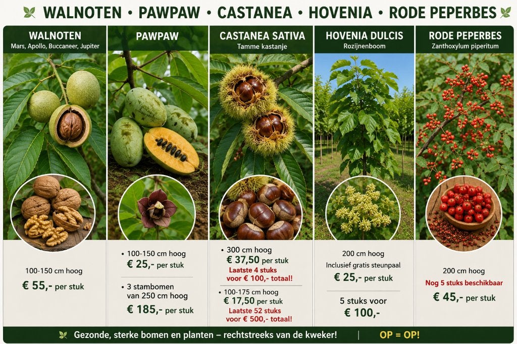 Laatste 4 Castanea sativa / Tamme Kastanje 300 cm, Tuin en Terras, Planten | Bomen, 250 tot 400 cm, Zomer, Volle zon, In pot