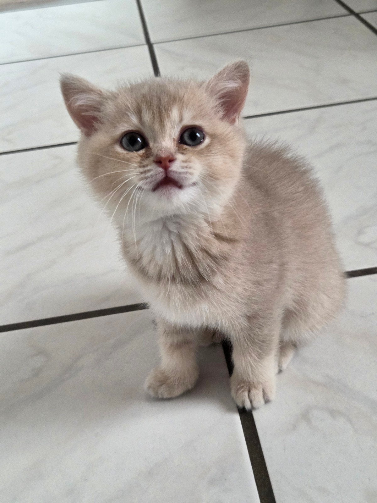 Britse korthaar meisje mag vanaf 6 juni naar nieuw huisje, Poes, Gechipt, 0 tot 2 jaar
