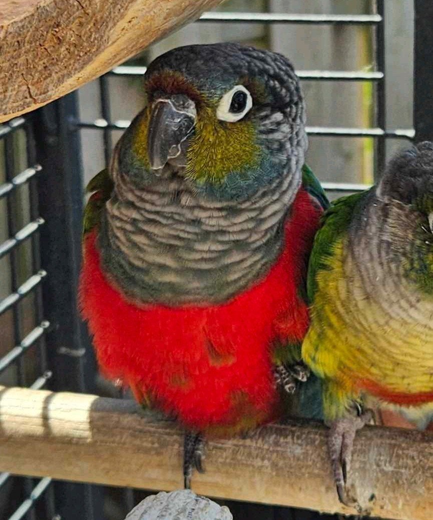 Pyrrhura perlata (diva), Dieren en Toebehoren, Vrouwelijk, Parkiet, Tam