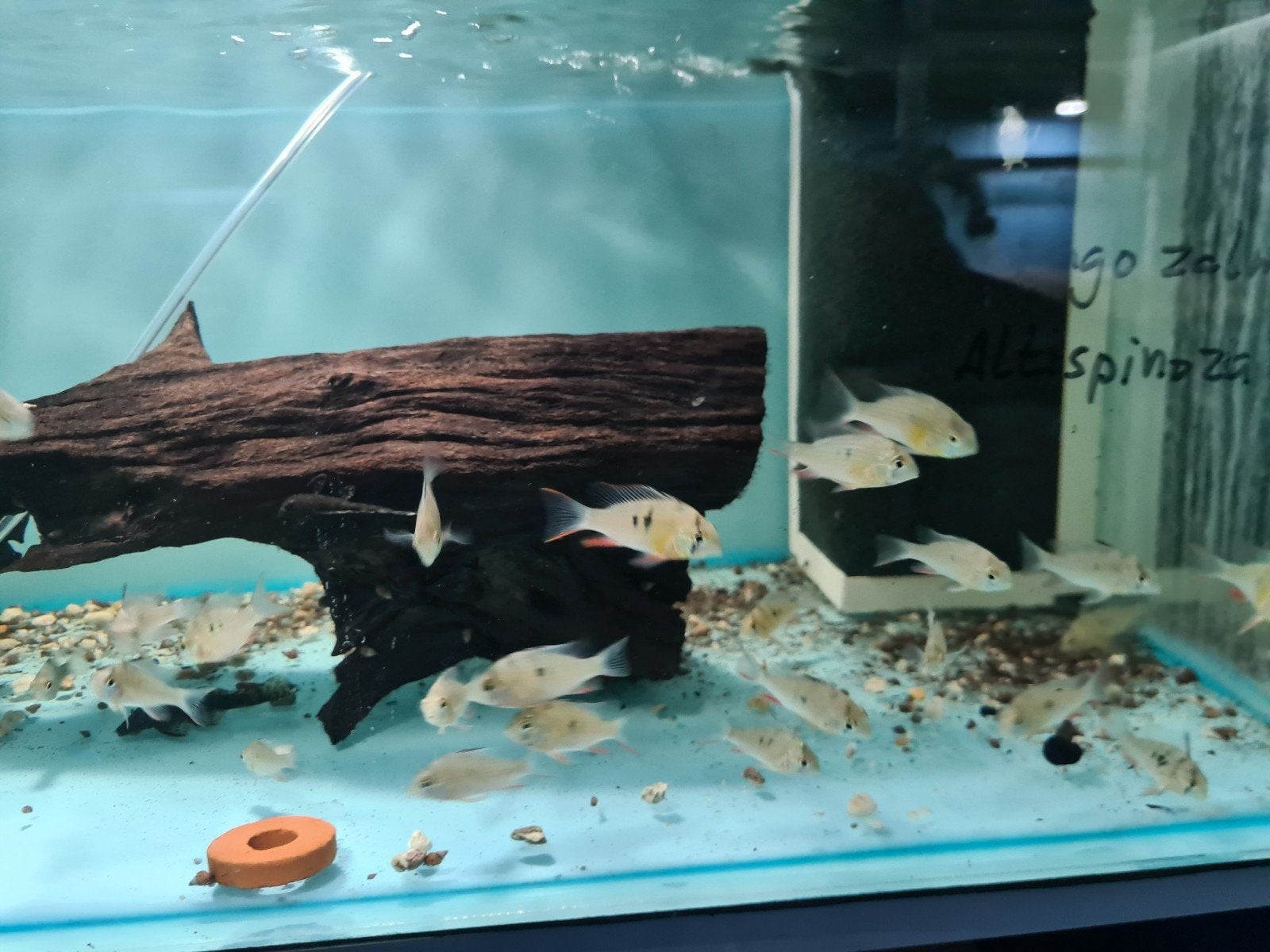 Mikrogeophagus Altispinosus (Altispinosa), Bolivian Ram,, Vis, Zoetwatervis