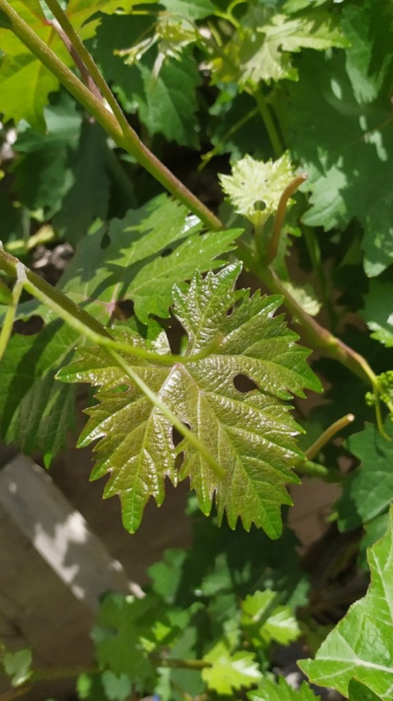 Grote druivenbladeren plukken, Ophalen, Lente