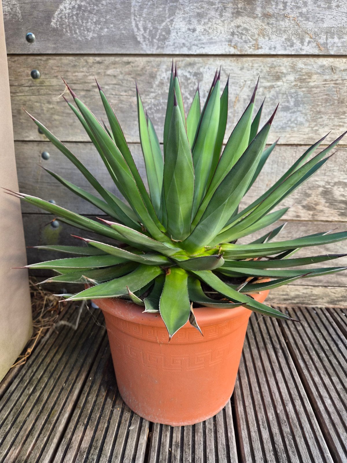 Agave shaka zulu, Tuin en Terras, Planten | Tuinplanten, Volle zon, Vaste plant, Bloeit niet, Ophalen