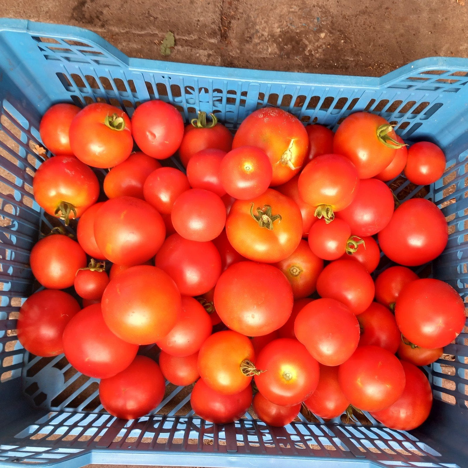 Tomaten onbespoten, Ophalen of Verzenden