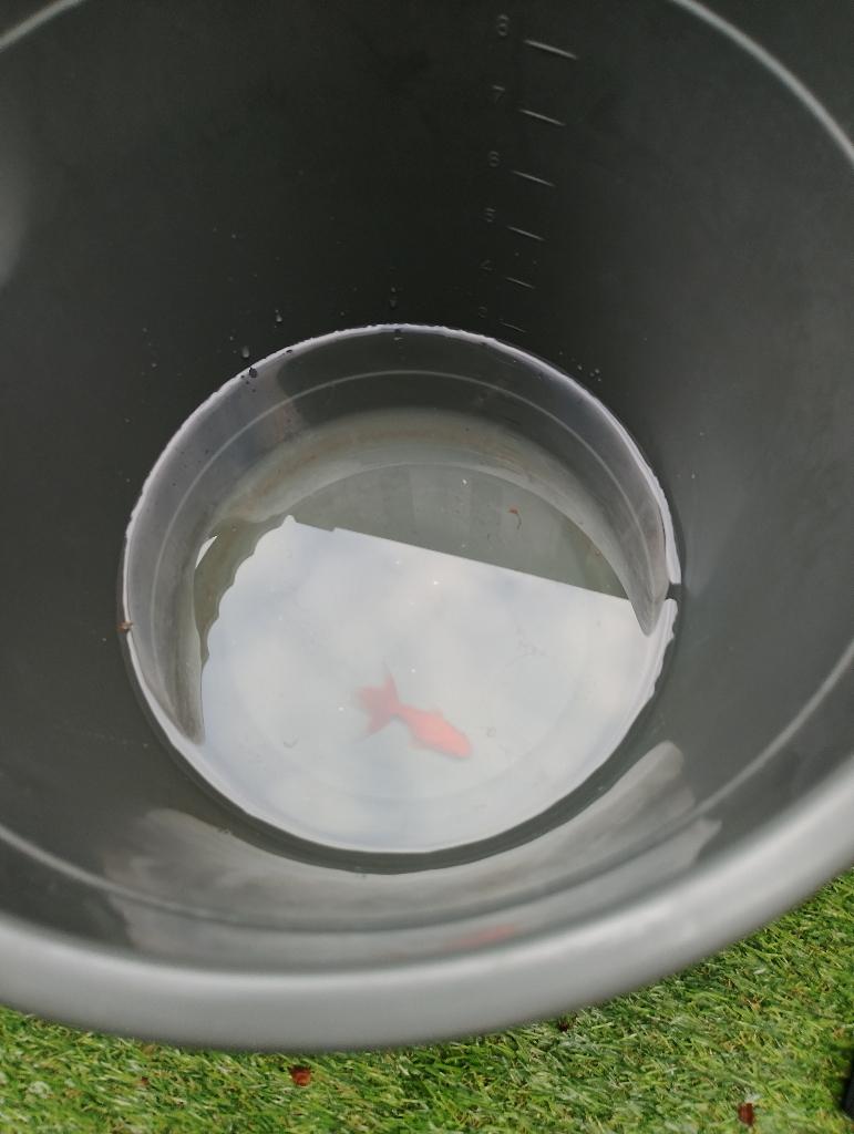 Goudvis (aquarium) ophalen, Dieren en Toebehoren, Vissen | Vijvervissen, Goudvis(sen)