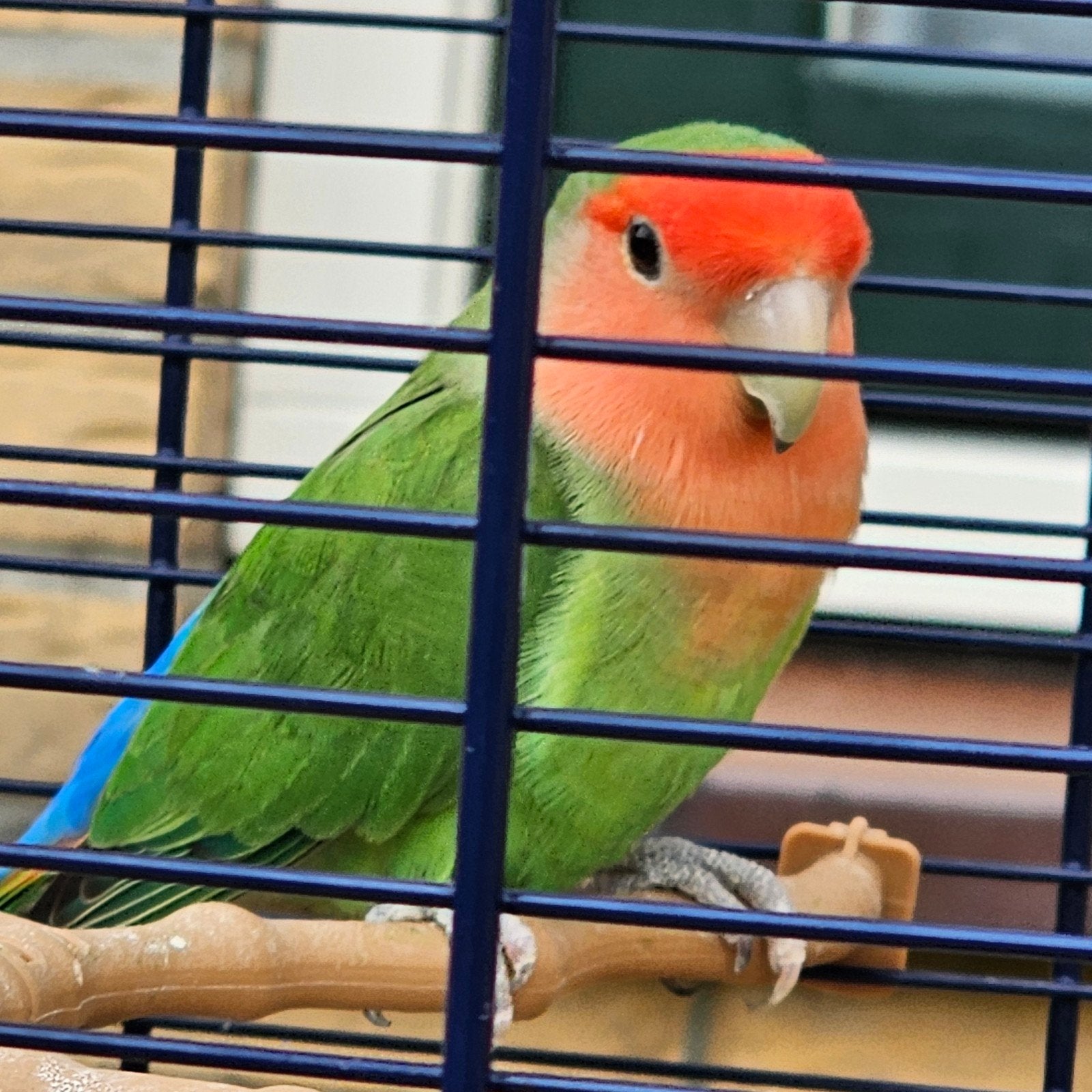 een leuke agapornis, Dieren en Toebehoren, Mannelijk, Dwergpapegaai of Agapornis, Tam