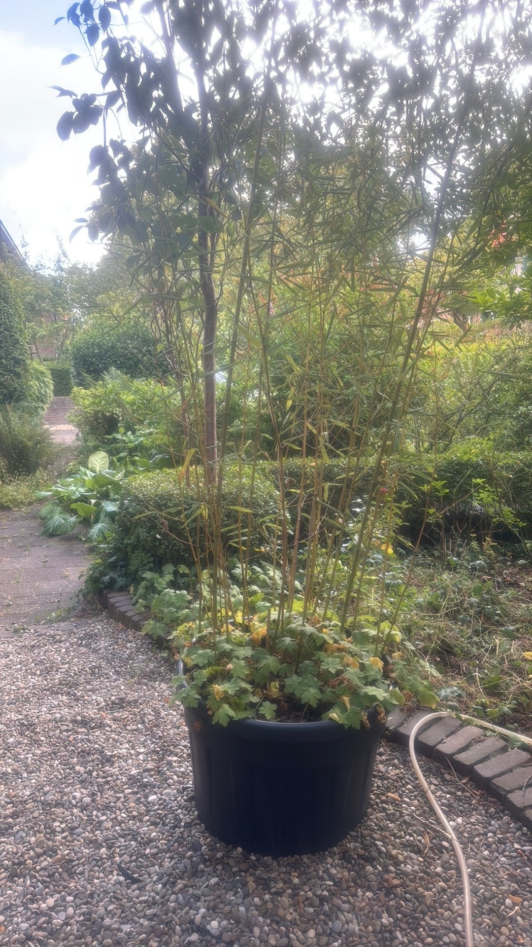 Gratis: bamboe, connifeer en laurier, Tuin en Terras, Planten | Struiken en Hagen, Ophalen