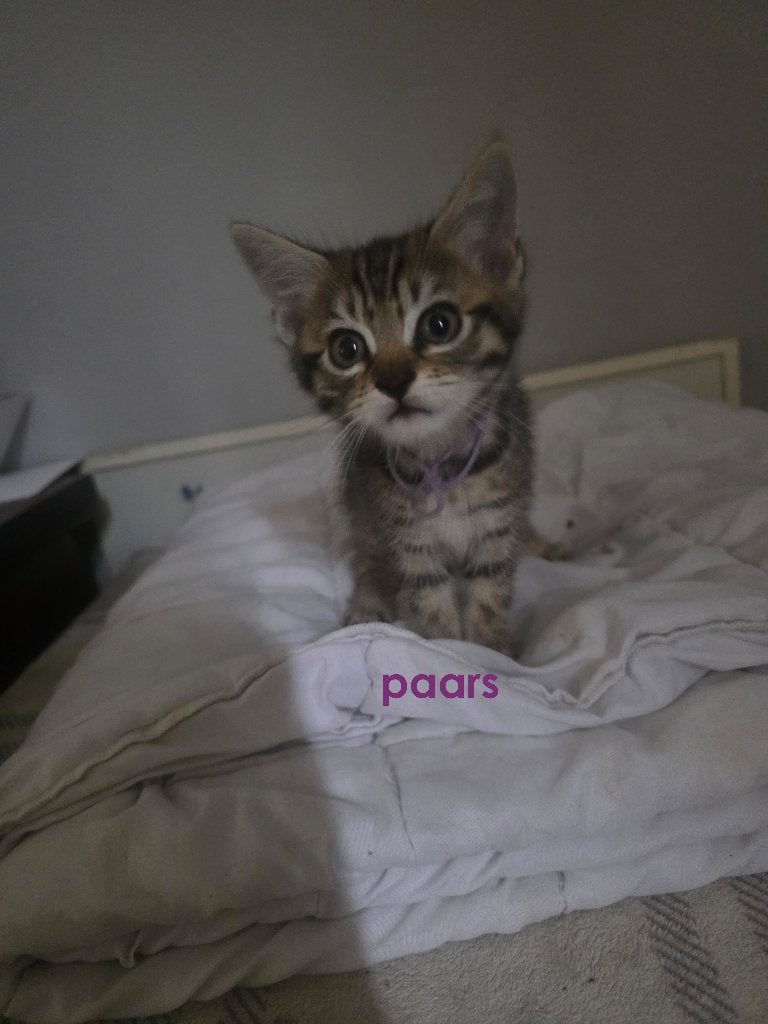 kittens te koop, Dieren en Toebehoren, Meerdere dieren, Ontwormd, 0 tot 2 jaar