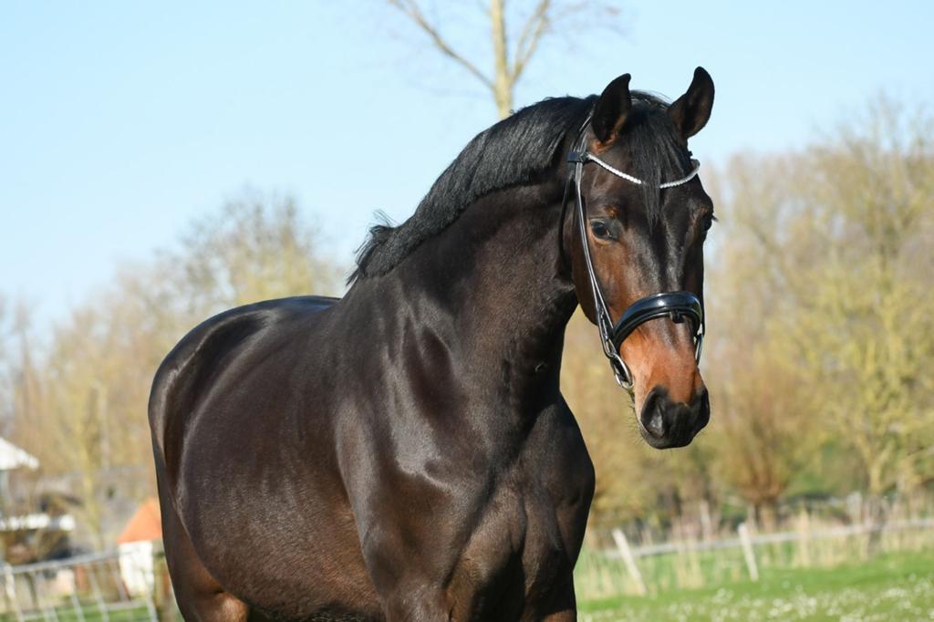 5 jarige merrie van Furst Dior, Merrie, Met stamboom, Dressuurpaard, 3 tot 6 jaar