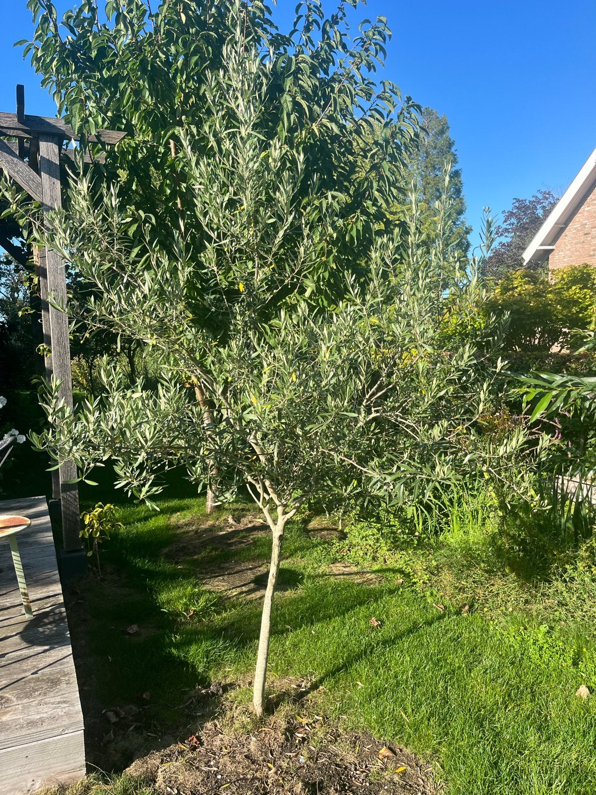 Olijfboom van 250 cm, Tuin en Terras, Bloeit niet, Olijfboom, 250 tot 400 cm, Ophalen