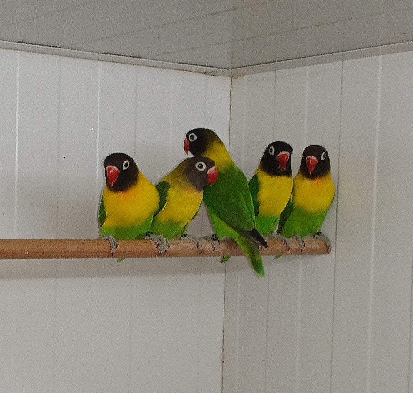 agapornis Personata Personatus, Dieren en Toebehoren, Vogels | Parkieten en Papegaaien, Meerdere dieren, Dwergpapegaai of Agapornis